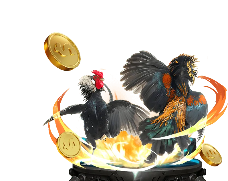 Trường gà Thomo C1 với trận đấu đang diễn ra